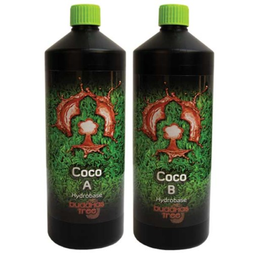 Buddhas Tree – Coco A&B