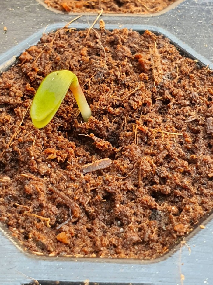'Plug Life' Coco Peat Plug 104 Tray - Image 8