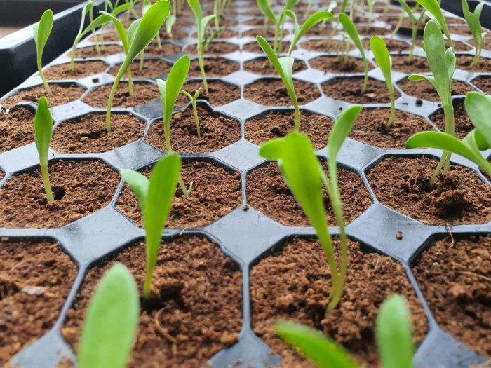 'Plug Life' Coco Peat Plug 104 Tray - Image 9
