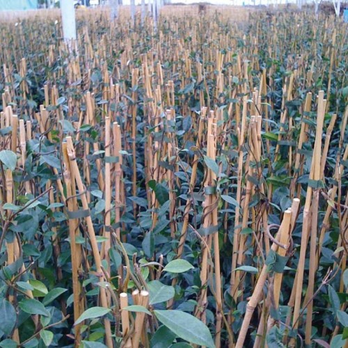 Bamboo Canes growing
